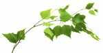 фото лекарственные травы и растения картинка Листья березы