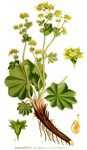 фото лекарственные травы и растения картинка Манжетка обыкновенная